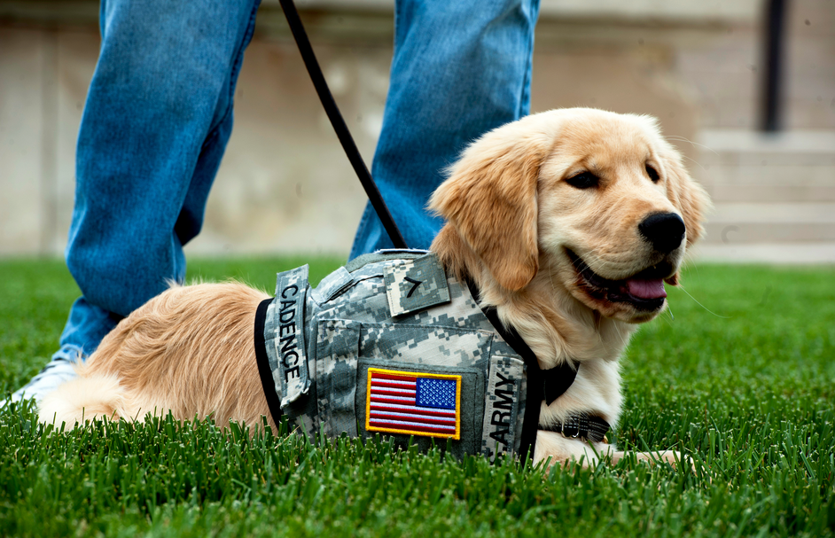 Service Dogs Help Military Veterans With PTSD